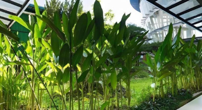 Hotel Asri Plaza Asia Tasikmalaya Eksteriør billede